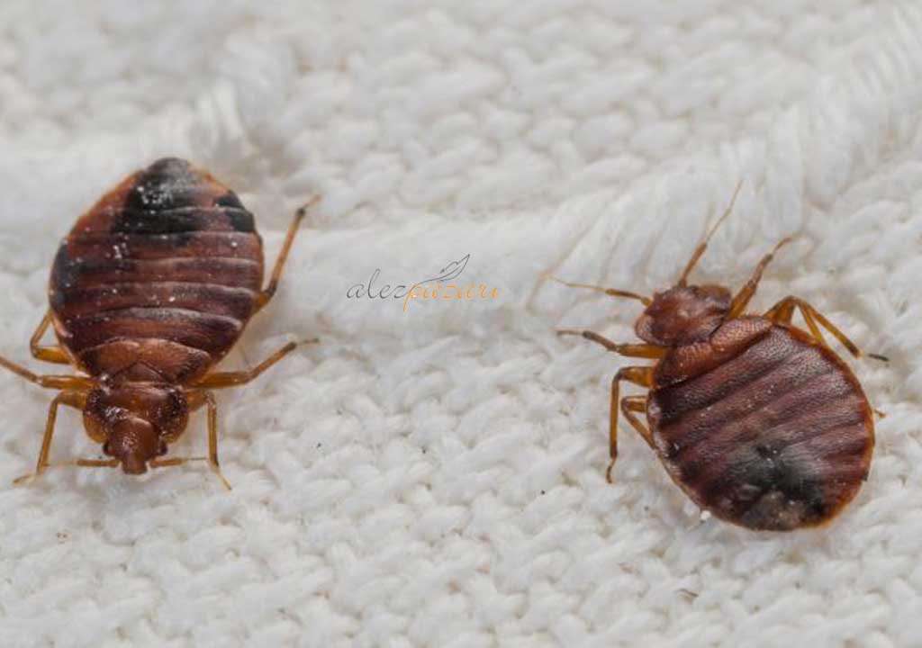 Yatak Koruyucu Alez Avantajları